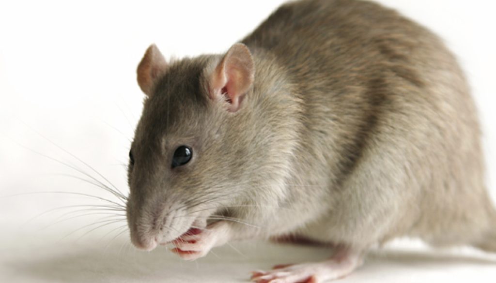 rat